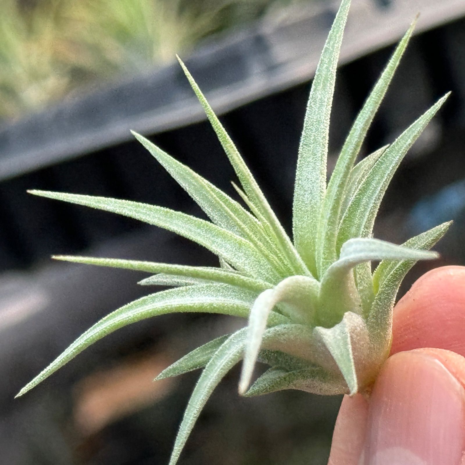 Tillandsia Ionantha Var Maxima Albino