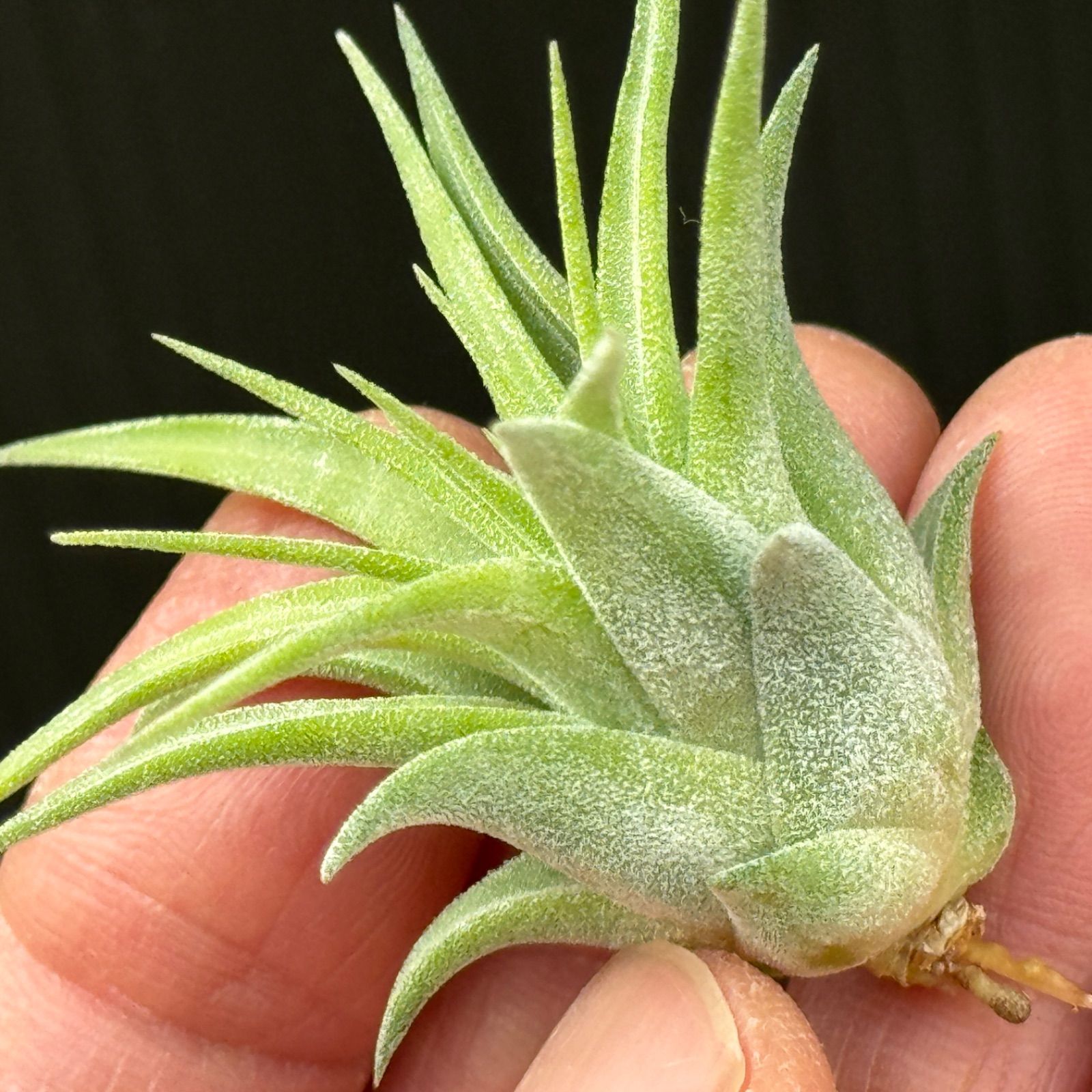 Tillandsia Ionantha Var Maxima Albino