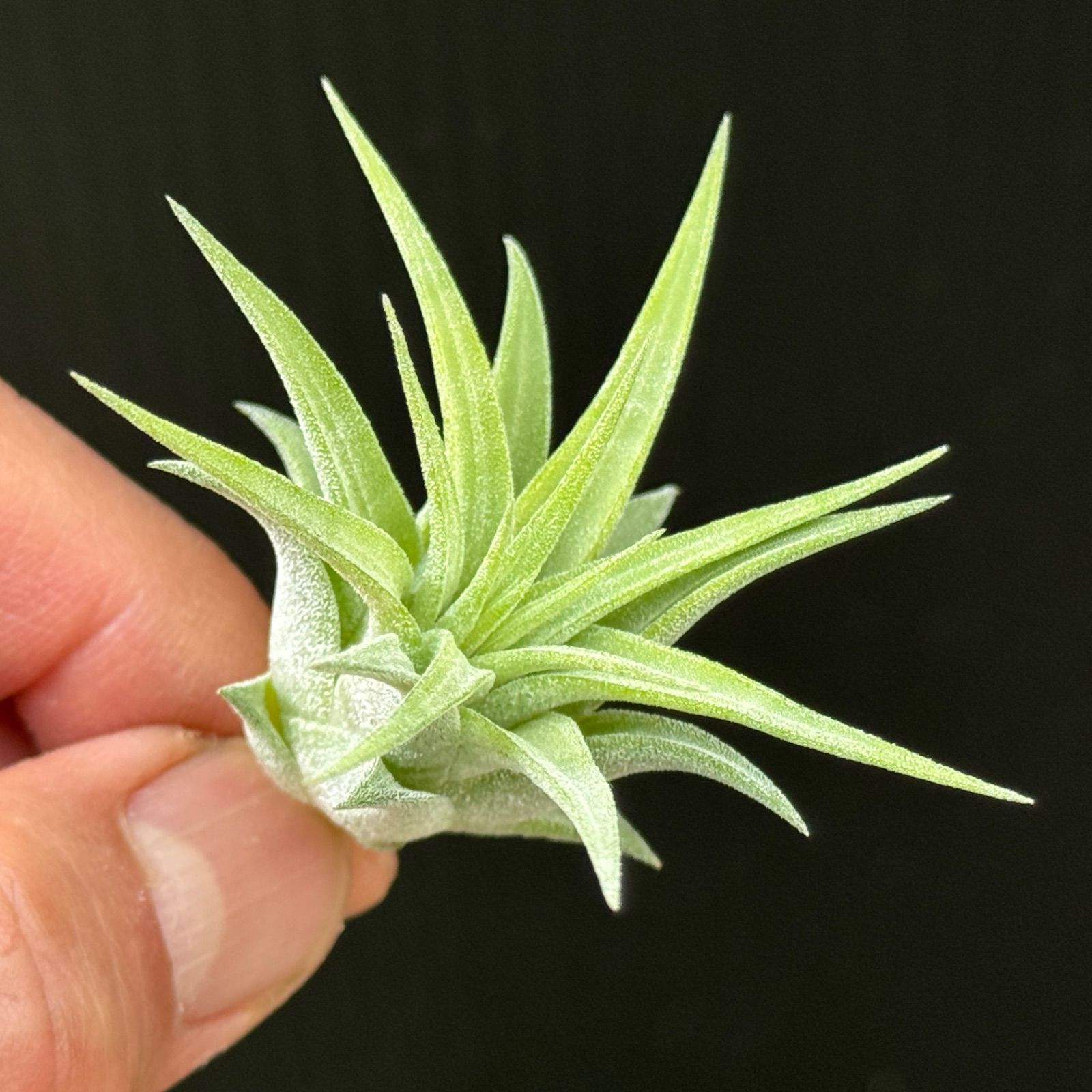 Tillandsia Ionantha Var Maxima Albino