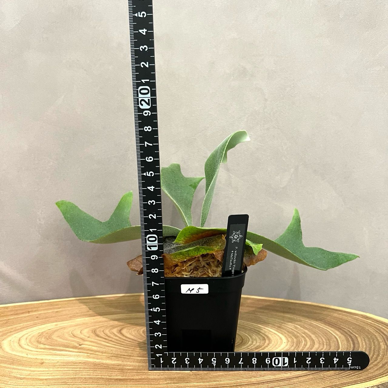 ウィリンキー フィンガーダンサー 胞子培養苗 現品】ビカクシダ ウィリンキー フィンガーダンサー 胞子培養苗 現品】ビカクシダ