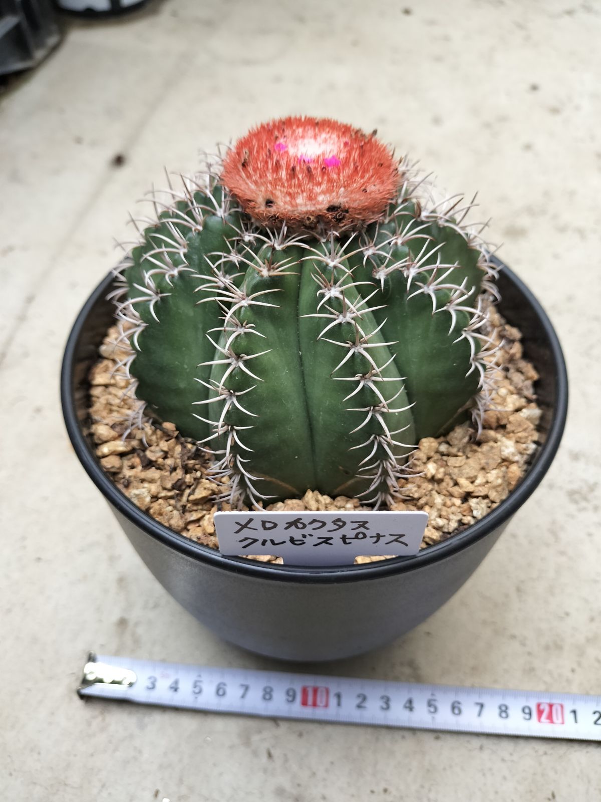 ［特大］メロカクタス クルビスピナス ドライガーデン メロカクタス・クルビスピナス - メルカリ