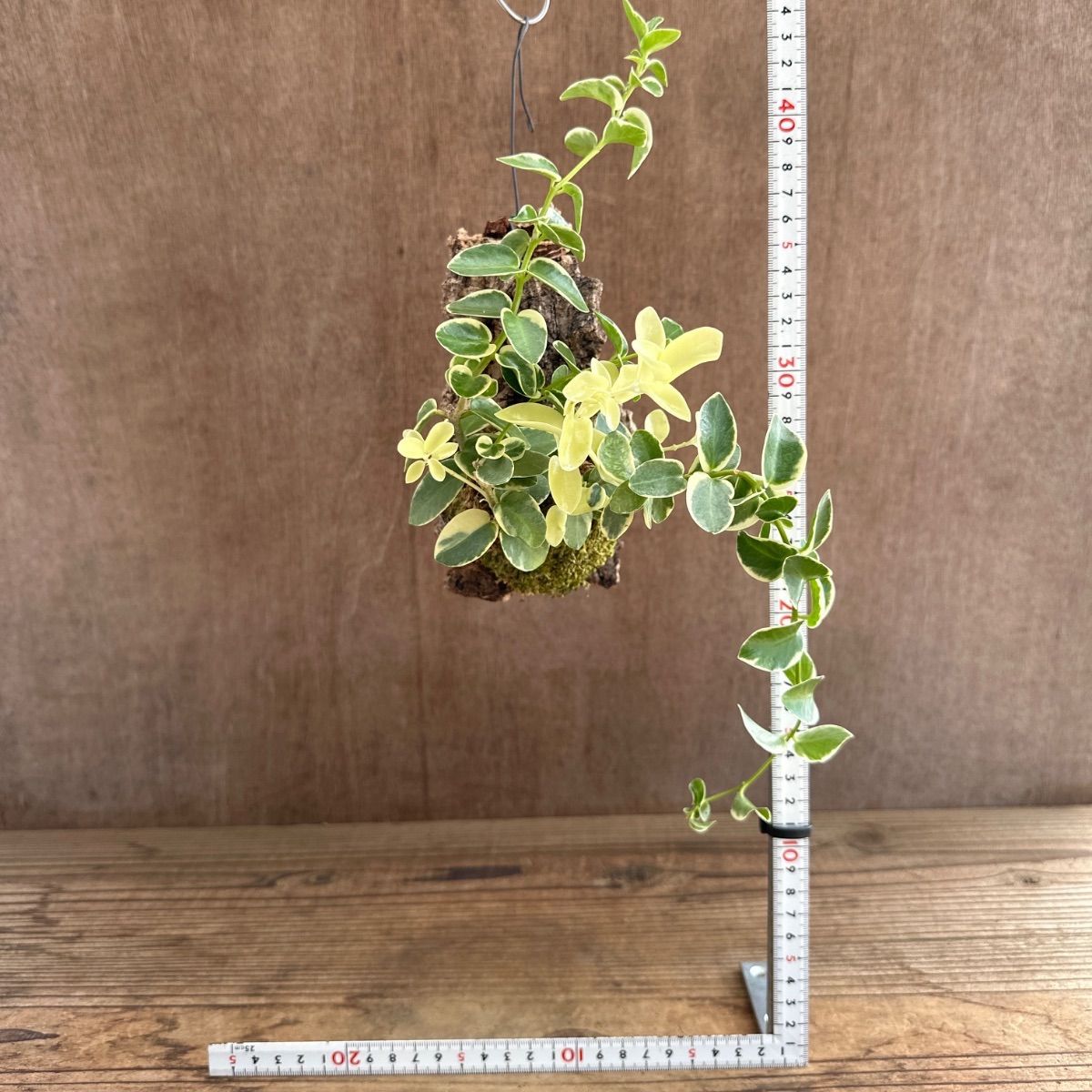 ホヤ クミンギアナ斑入り・ホヤ レツーサ コルク付け 2種セット 現品