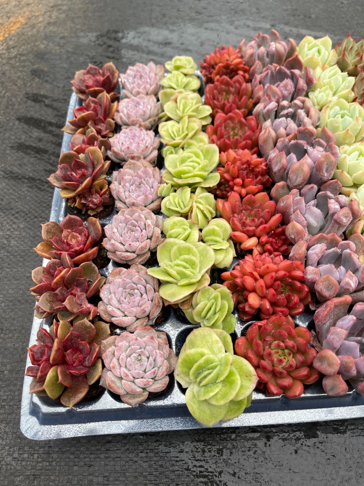 新入荷 15種類セット DP105×105苗 土付き 詰め合わせ 多肉植物 エケベリア 韓国苗 新入荷