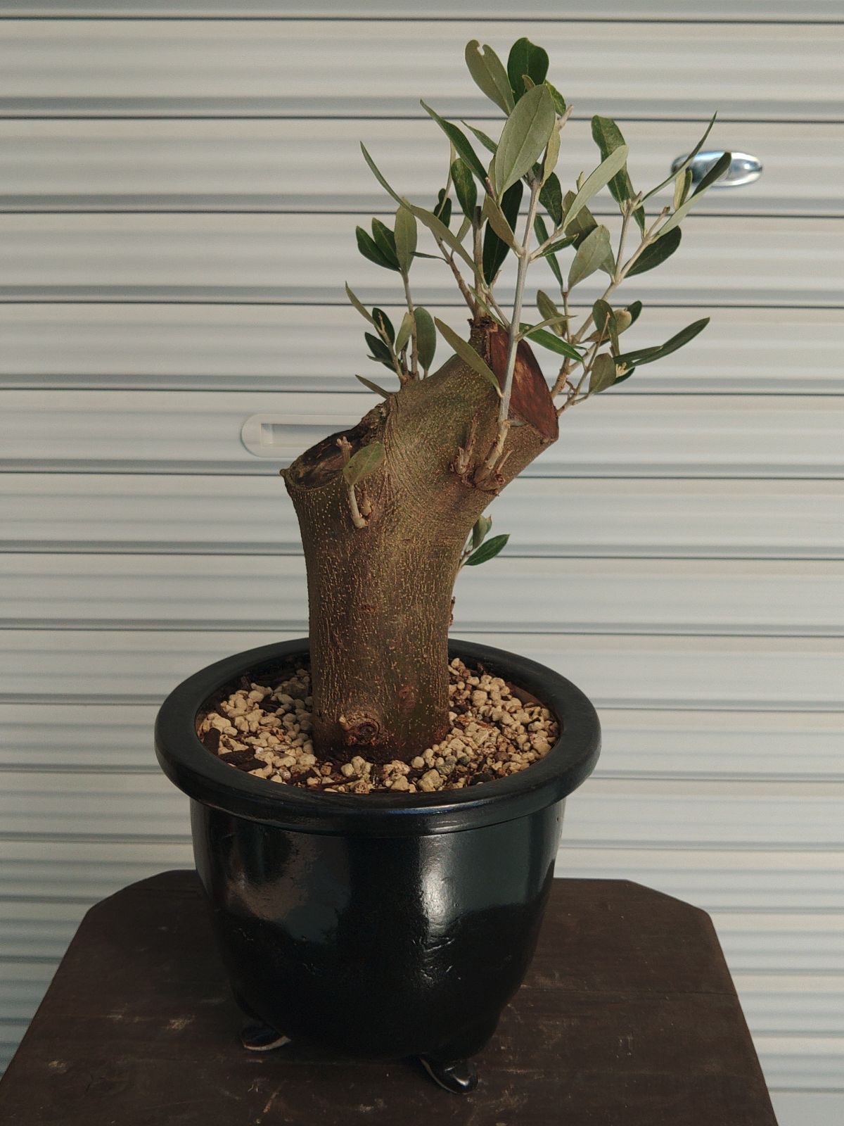 オリーブ古木 盆栽仕立て （OLIVE オリーブ盆栽 | BONSAI 鉄と山
