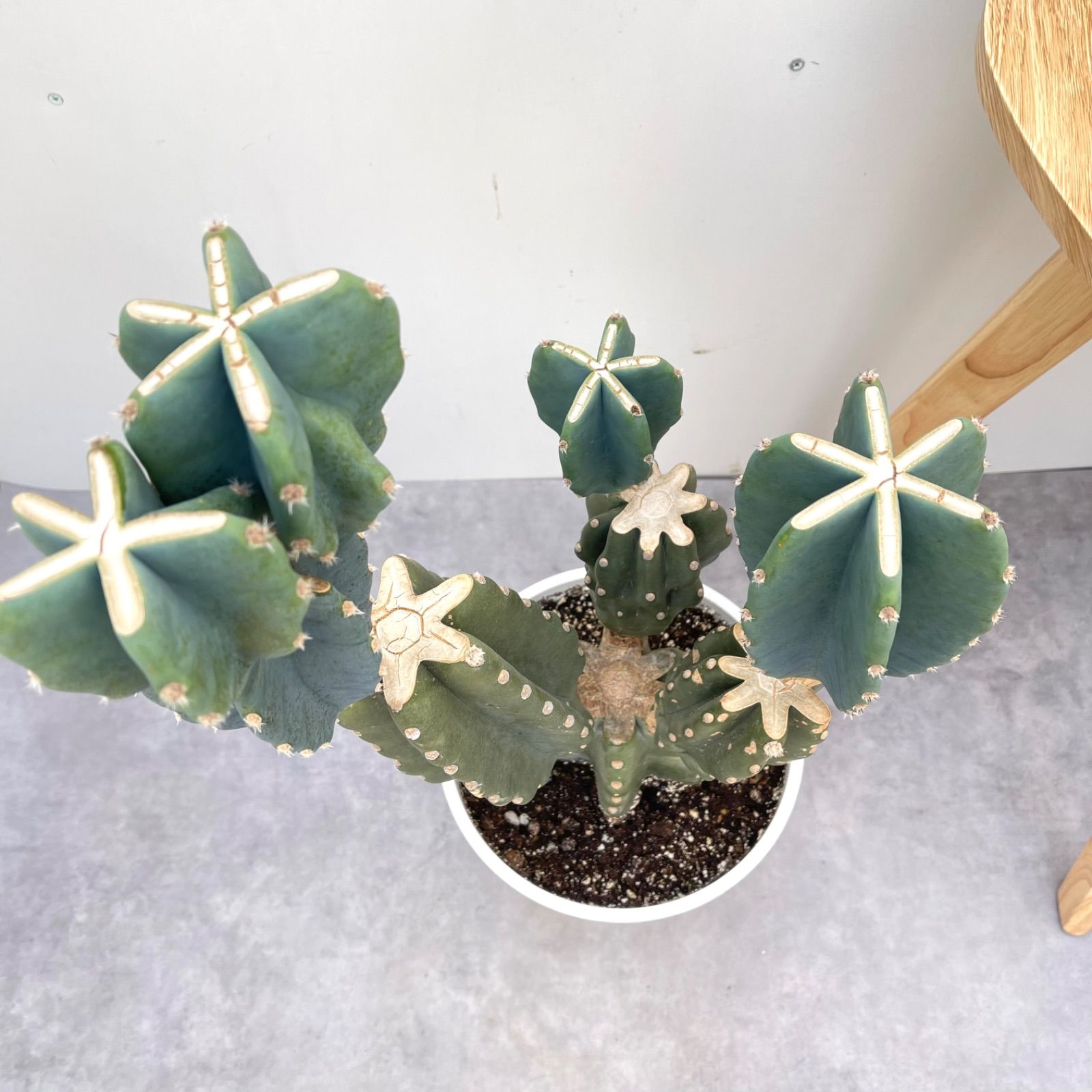 柱サボテン ブランチ 26【現品】観葉植物 室内 ドライガーデン 柱サボテン ブランチ 26【現品】観葉植物 室内 ドライガーデン