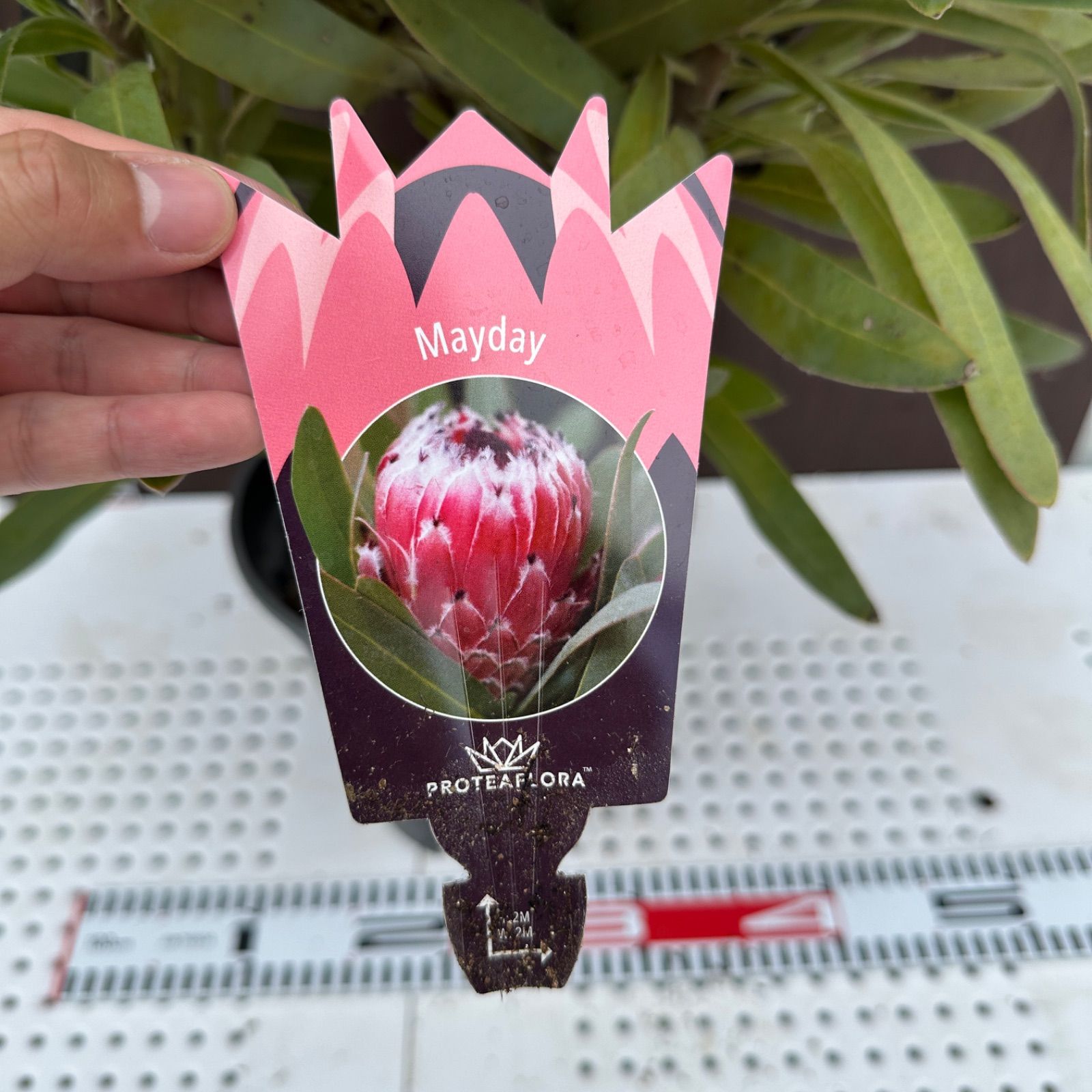 オージープランツ 品種