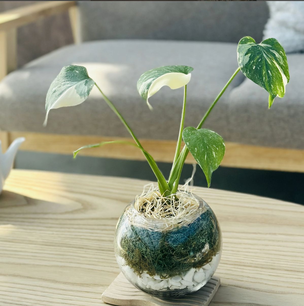 斑入りモンステラ ガラス鉢仕立て』誕生日 開店祝い 新築祝い 結婚祝い