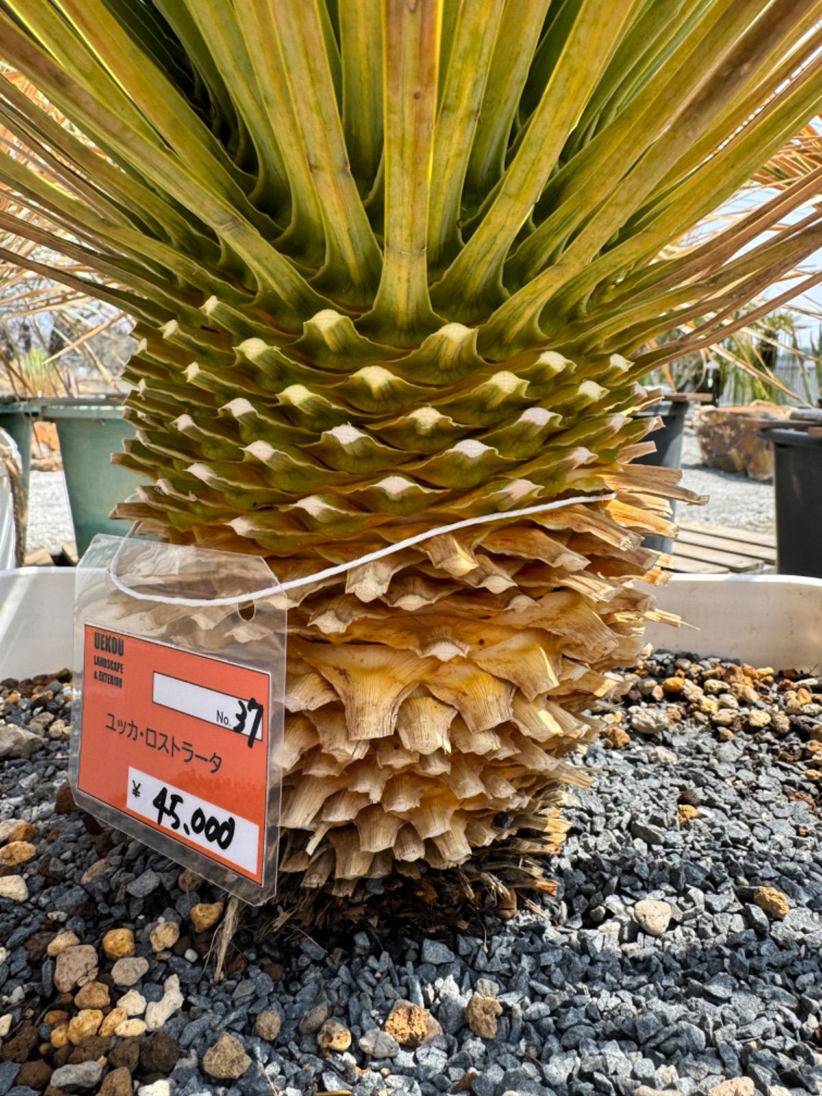 ユッカ ロストラータ No.37 - メルカリ