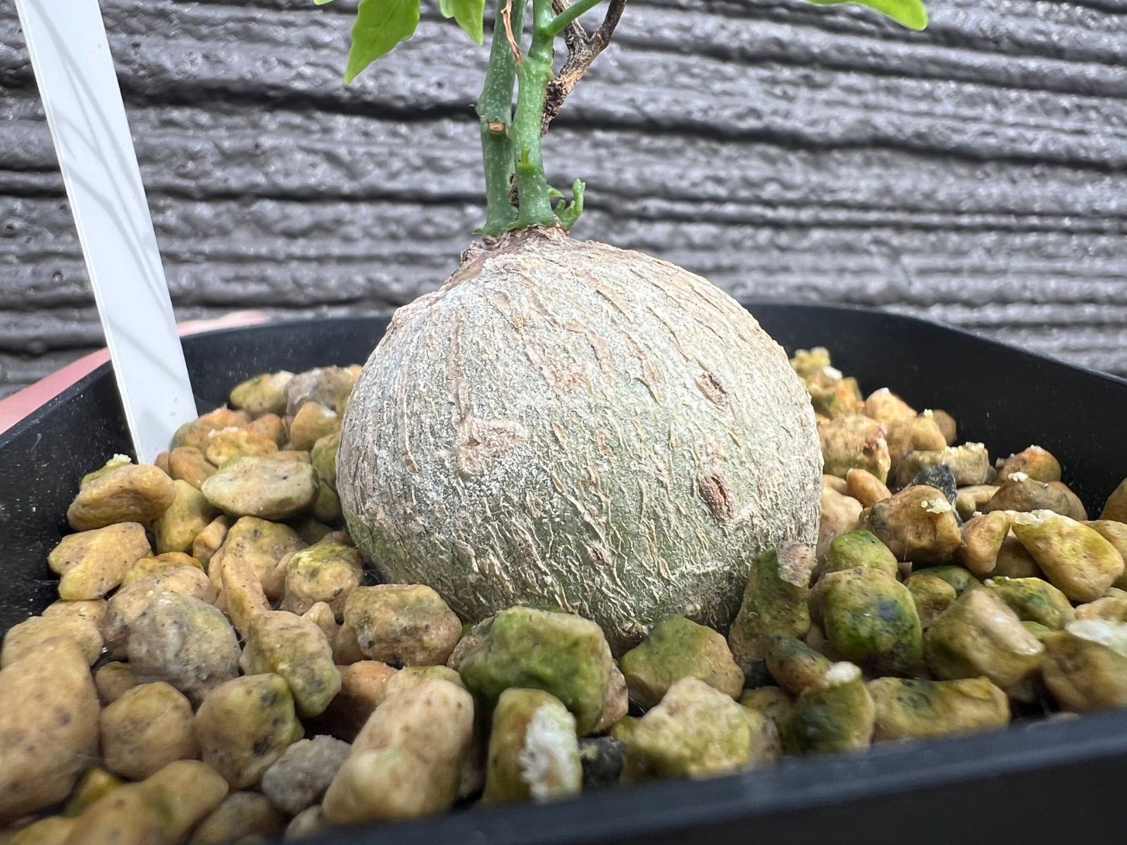 V346【自社養生株】モンソニア ムルチフィダ(現地球・発根株・鉢植え V346【自社養生株】モンソニア ムルチフィダ(現地球・発根株・鉢植え