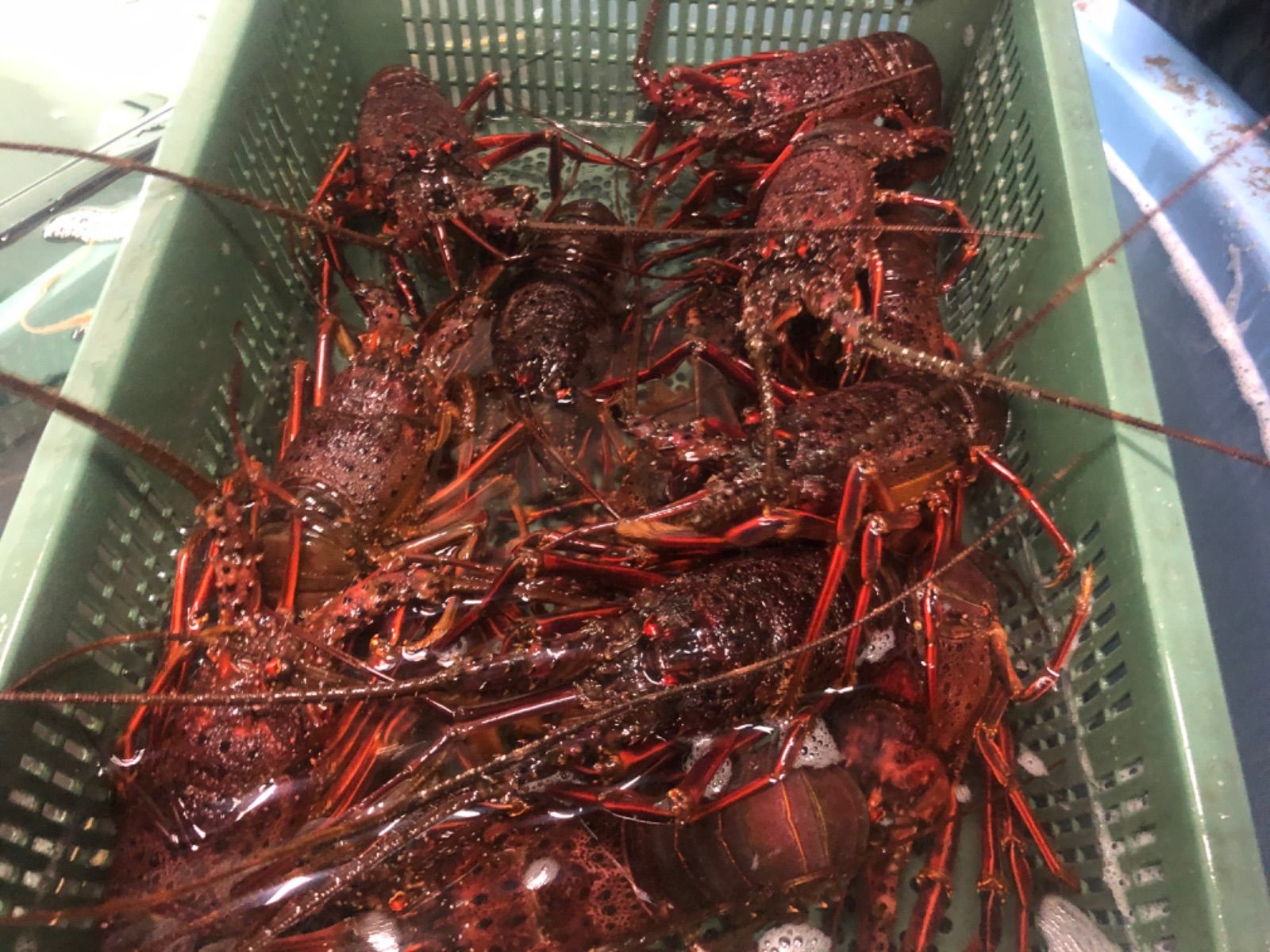♠ 伊勢志摩産