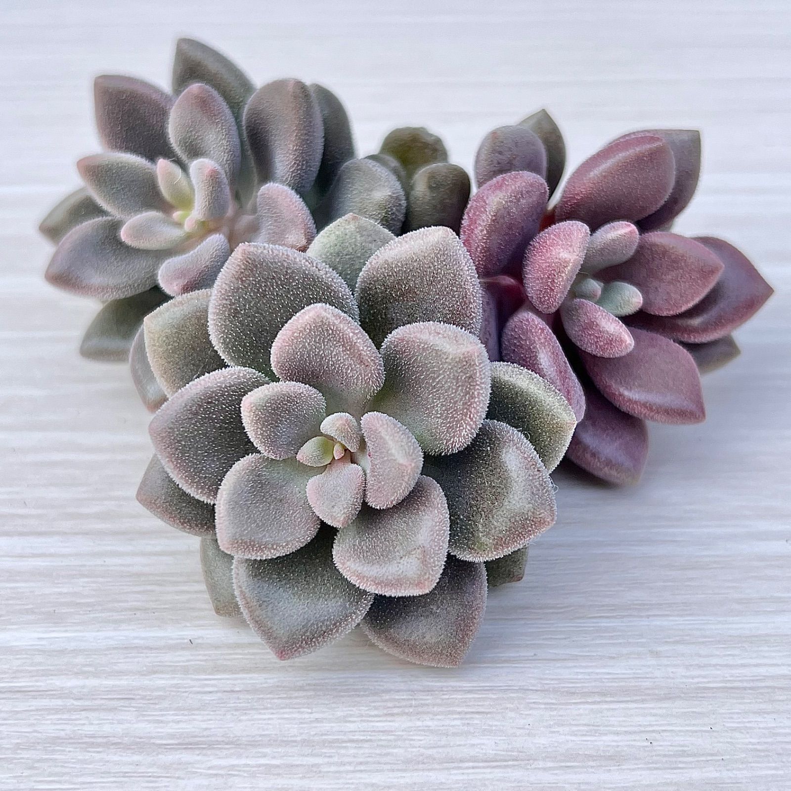 上質✨多肉植物 エンジェルスキウイ【AirMagic苗】厳選苗 韓国苗