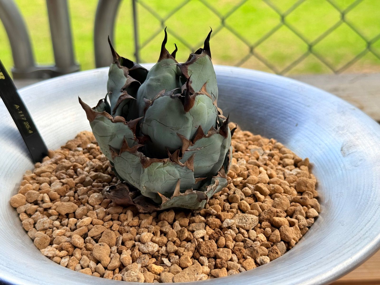 子株付】アガベ・チタノタ BB | SHELF アガベチタノタBB