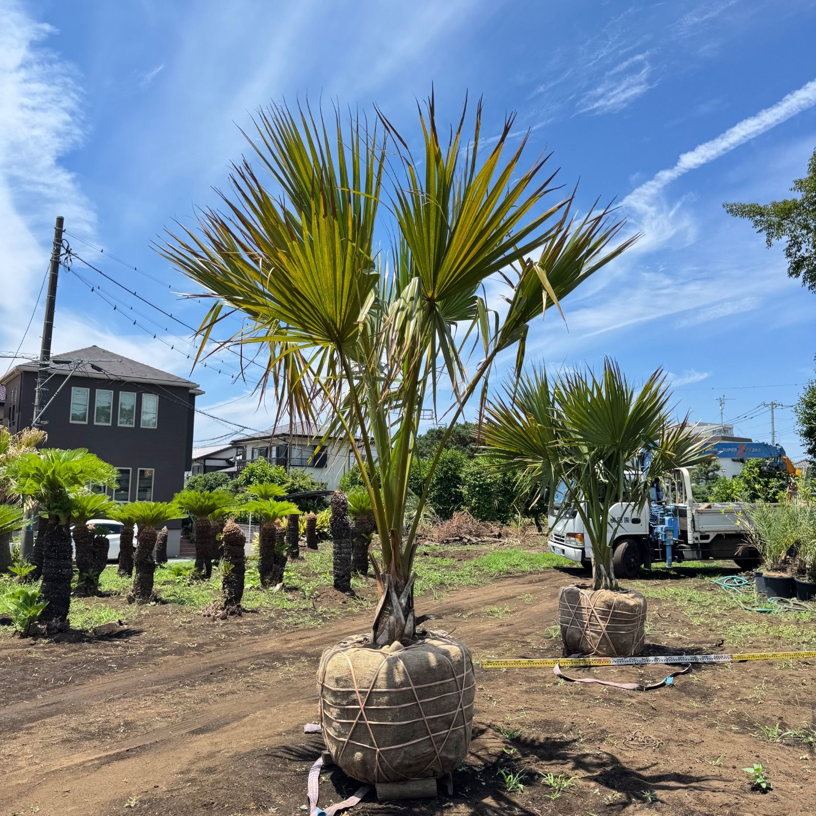 期間限定価格　希少　オニサバル　サバル　カウシアルム　サバルヤシ 期間限定価格 希少 オニサバル サバル カウシアルム サバルヤシ