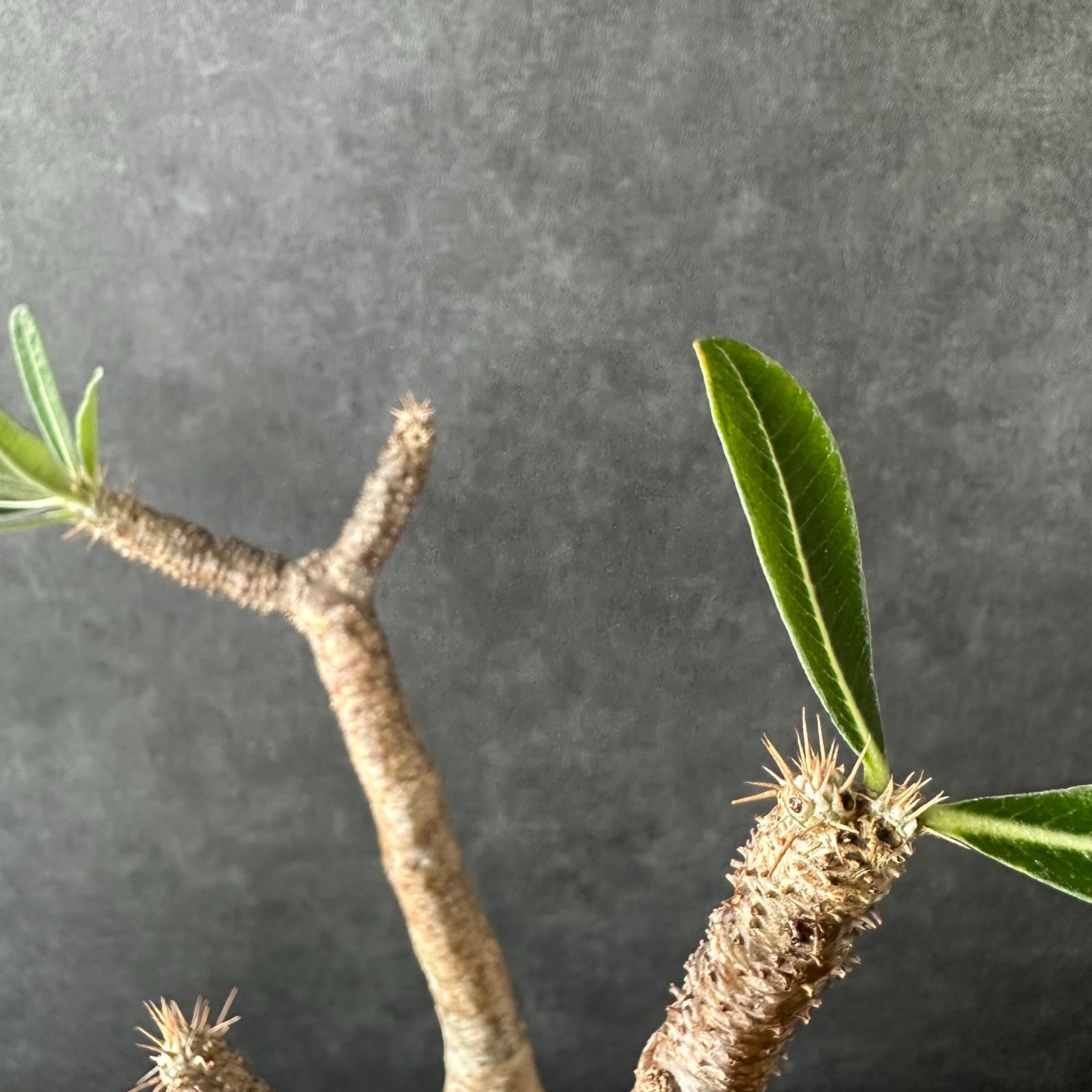 人気⭐︎パキポディウム・グラキリス ハビタット スタイル 現地球・発根済L】パキポディウム グラキリス ハビタット