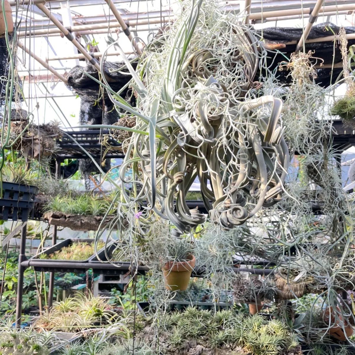 チランジア アルゼンチナ(アルゲンティナ) Tillandsia argentina＊エア