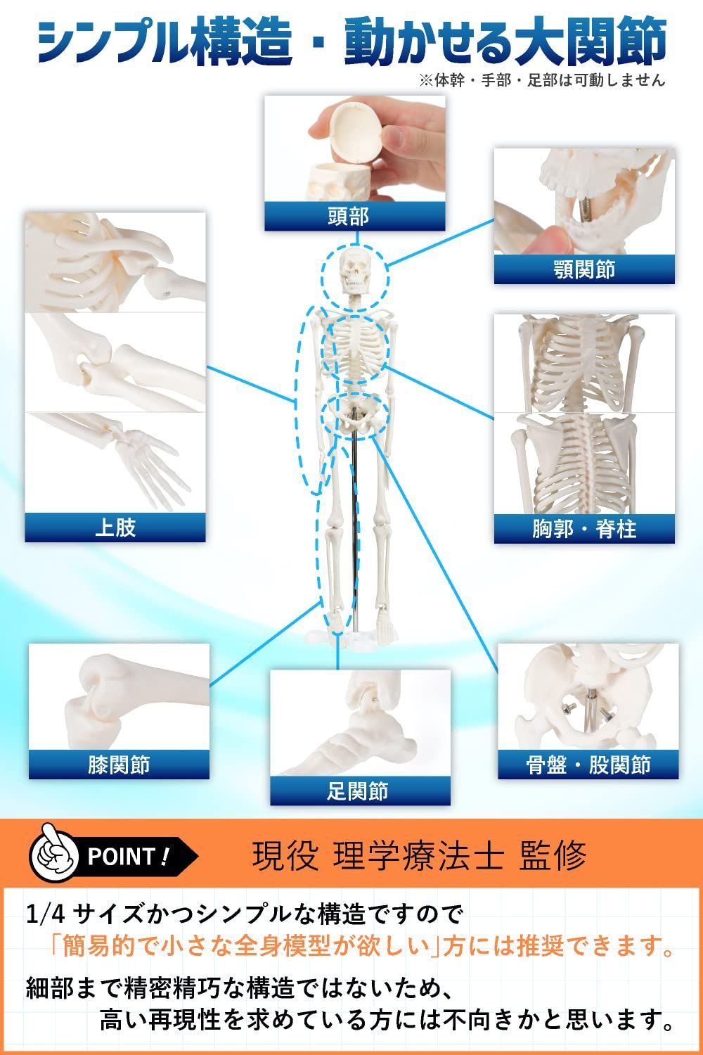 動かせる大関節 約45cm 卓上サイズ 骨模型 骨格標本 理学療法士監修 ミニ 人体模型 シンプルな1/4サイズの全身骨格模型 KIYOMARU -  メルカリ