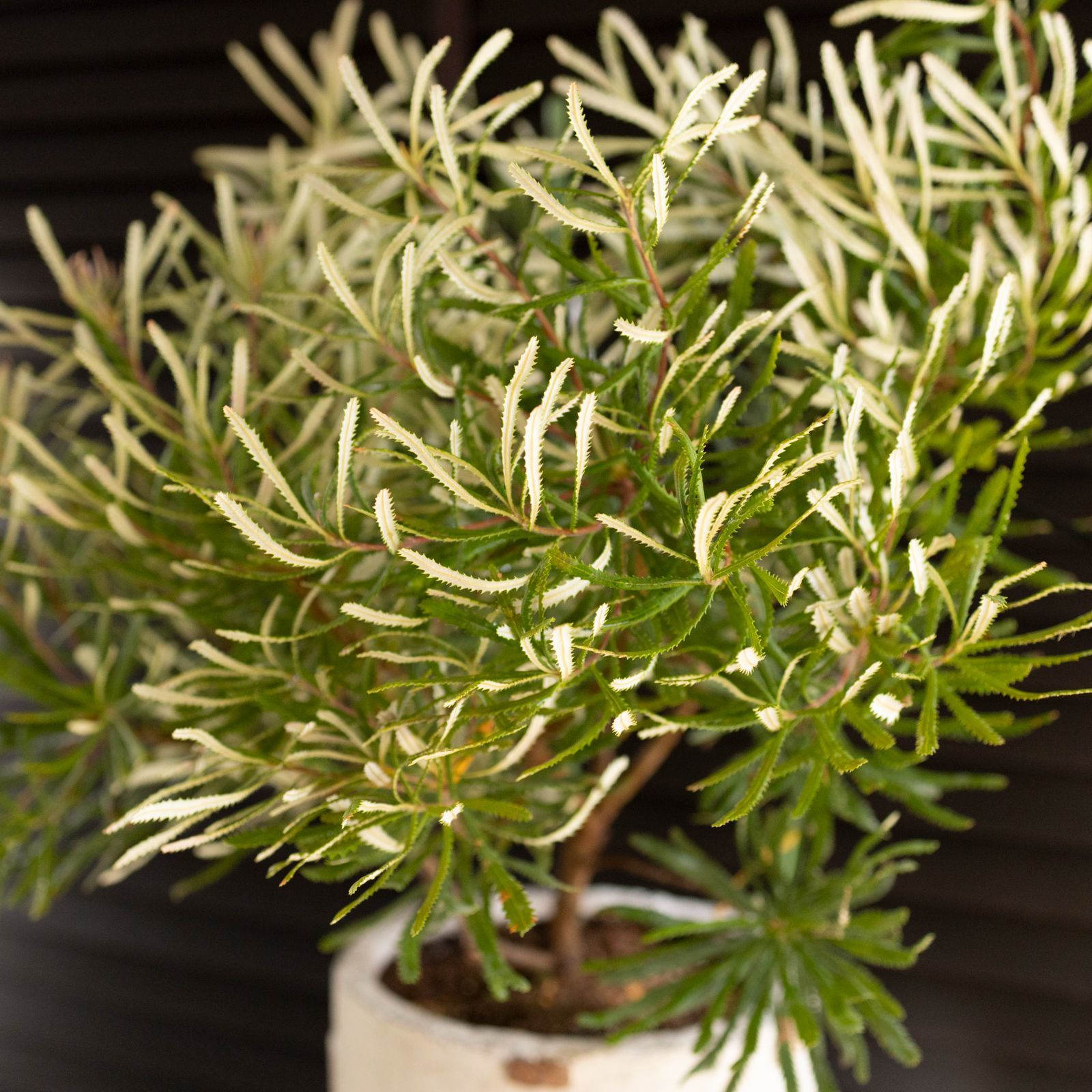 バンクシア スピヌローサ（ヘアピン）Banksia Spinulosa オージー