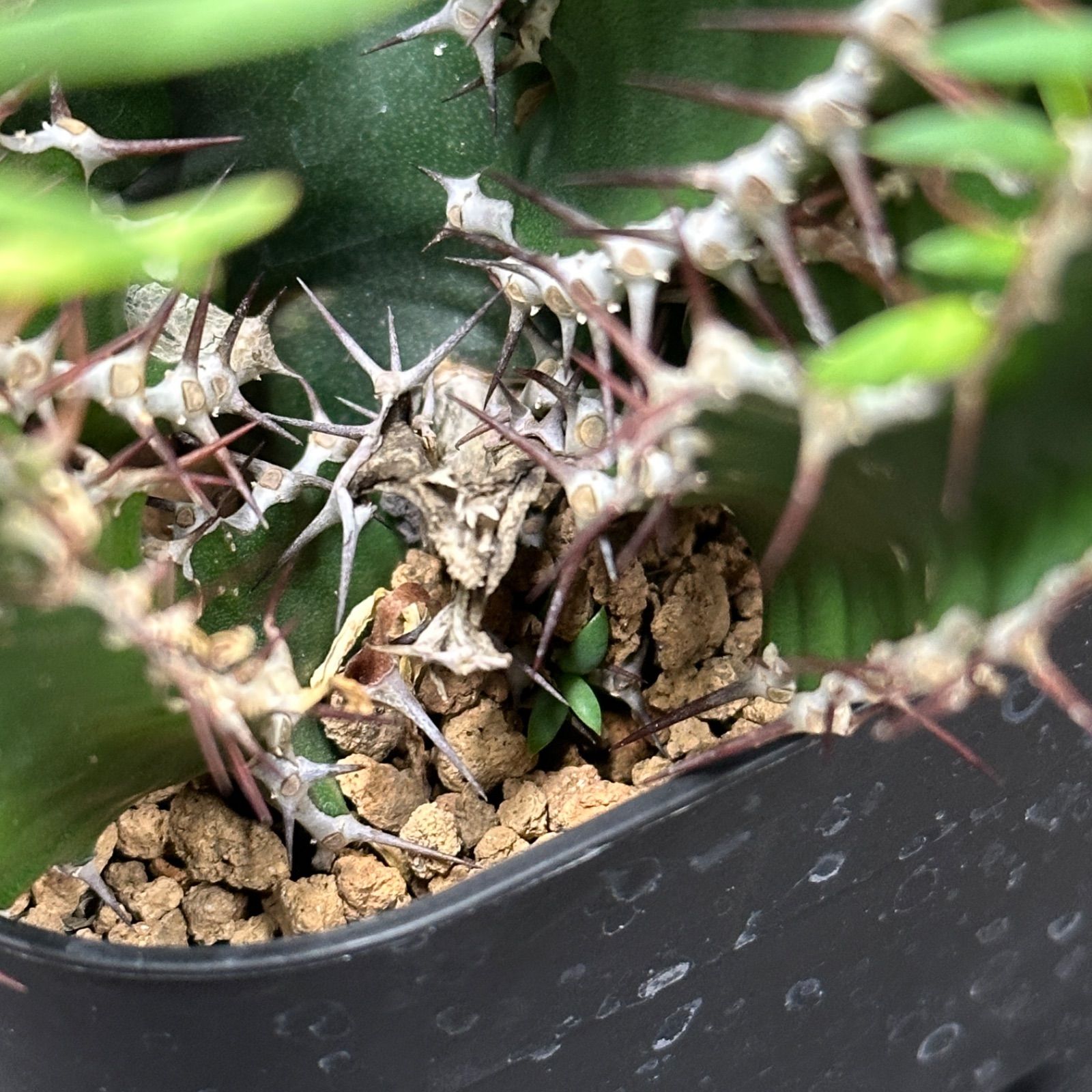 Euphorbia mlanjeana ユーフォルビア ムランジーナ 実生株 no.479-8