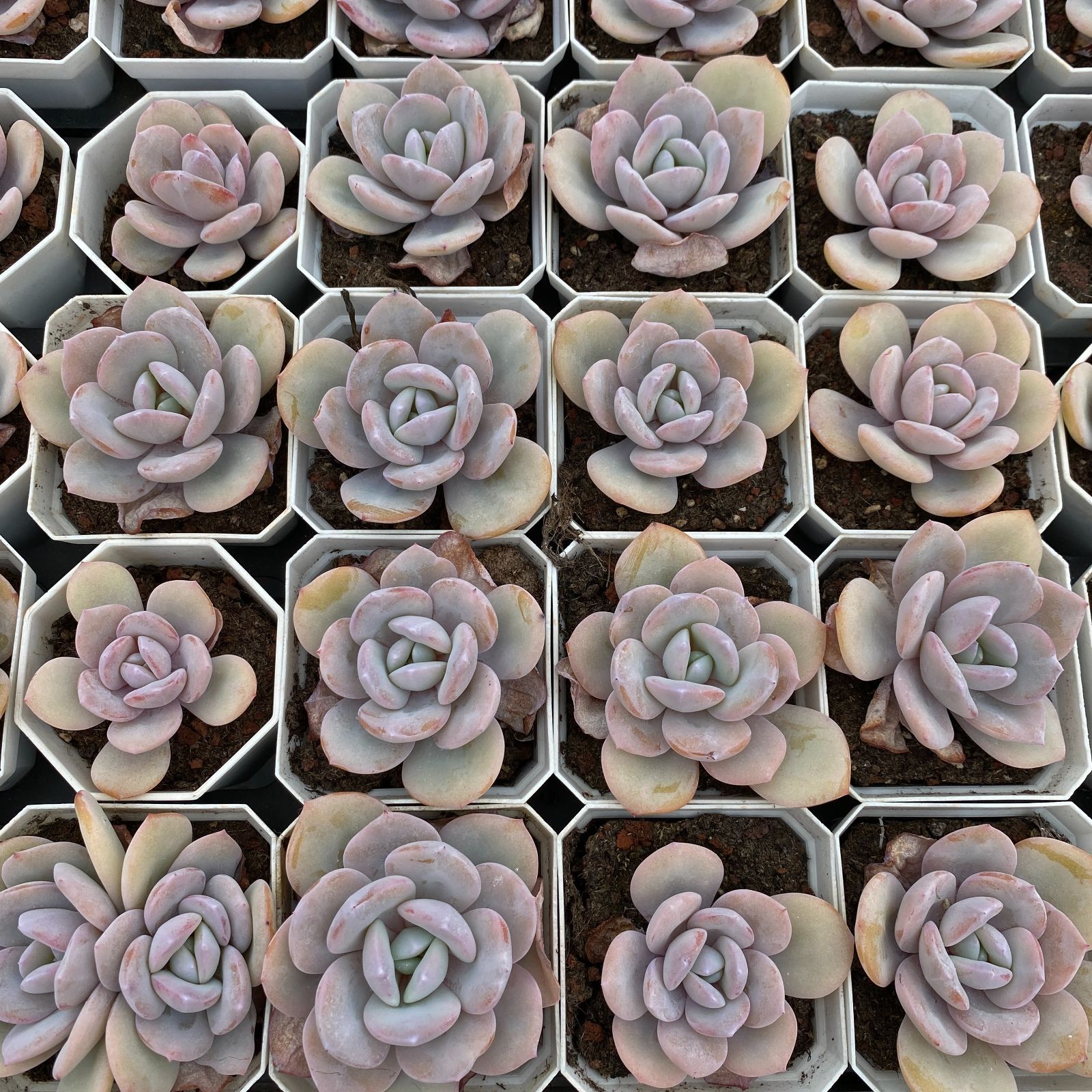 多肉植物 アエオニウム