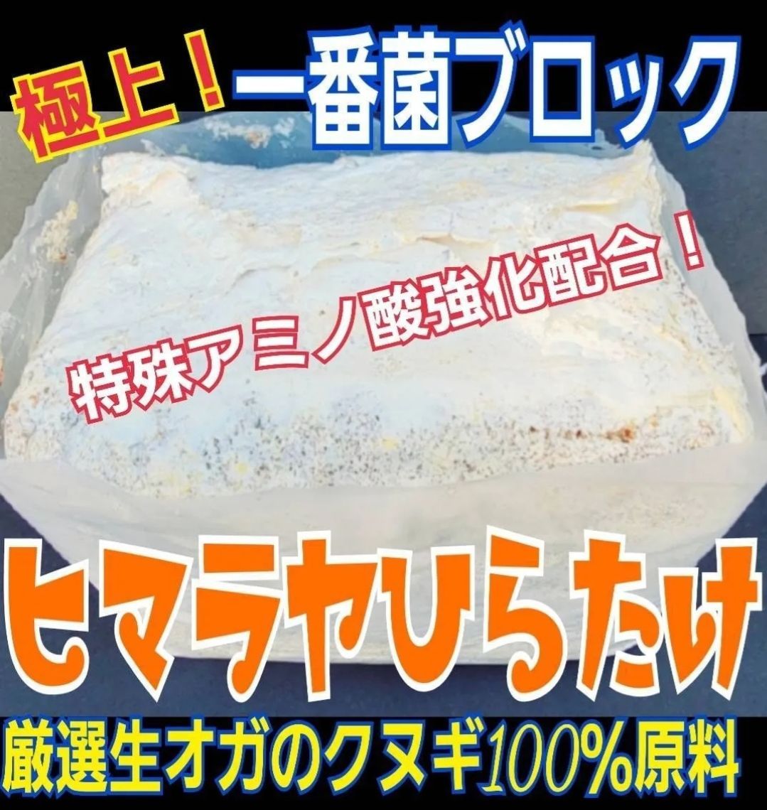 上 初菌で作成 ヒマラヤひらたけ菌糸ブロック 7個セット トレハロース ローヤルゼリー キトサン強化配合 オオクワガタ ヒラタ ニジイロ ノコギリに抜群 産卵床に使うと爆産します