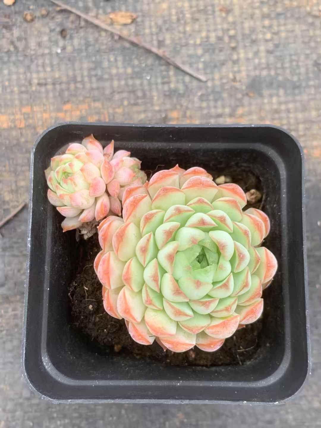 54株の抜き苗セット グリーンピンクボタン