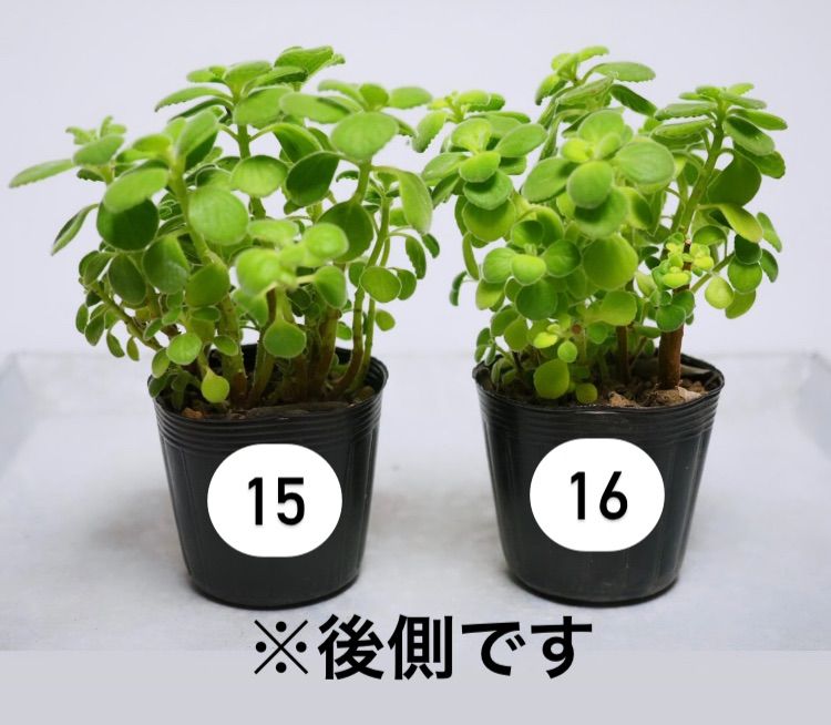 アロマティカス ポットごと発送！無農薬 多肉植物/ハーブ　ｍ24 2ポットセット 香る 多肉植物 アロマティカス ハーブ 虫除け