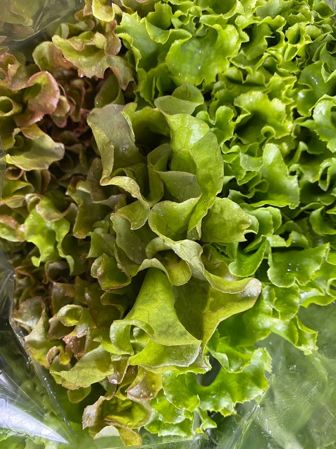 9種類‼️お買い得‼️野菜詰め合わせセット‼️１００サイズ‼️もものすけ入り‼️
