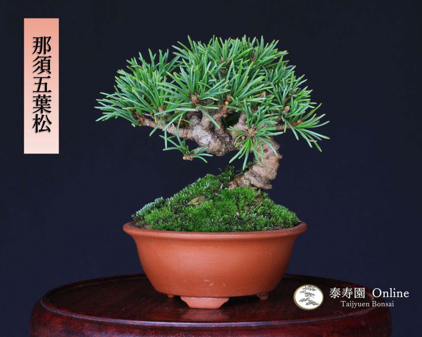 那須五葉松 実生 ミニ盆栽 泰寿園 Online 現品 一点物 盆栽 松柏 室内 鑑賞 趣味 卓上盆栽 盆栽鉢 グリーン 和 ギフト プレゼント 贈答品 ミニ盆栽 誕生日 母の日 父の日 敬老の日 記念日 お祝い 4