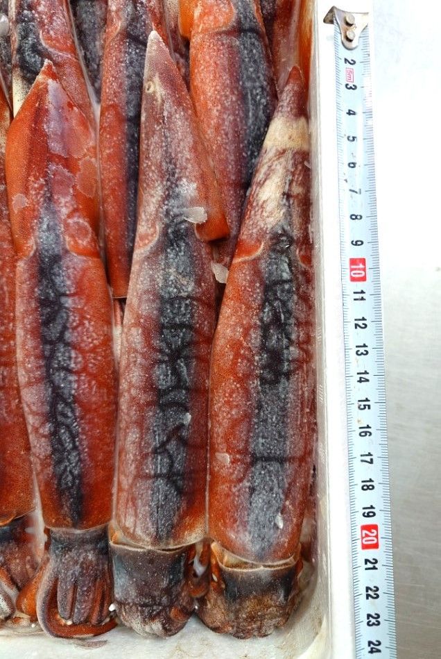 鮮度抜群 冷凍生するめいか