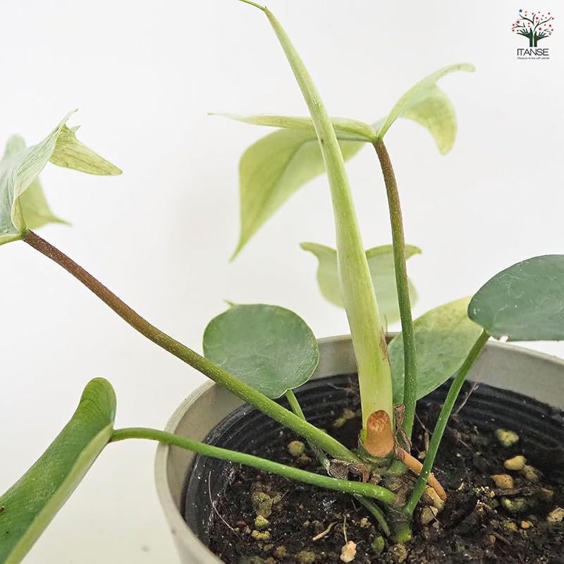 フィロデンドロン