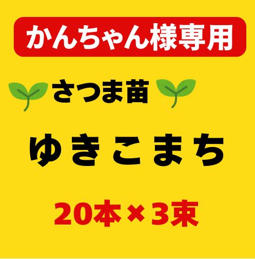 ゆきこまち 令和7年度 切り苗 登録品種 PVP ウィルスフリー苗 60本 3束