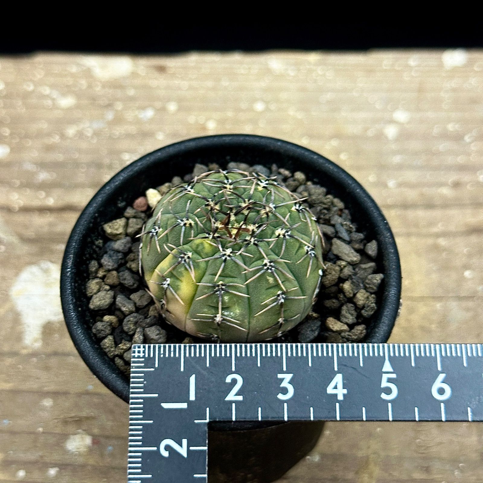 サボテン 怪竜丸錦♪抜き苗