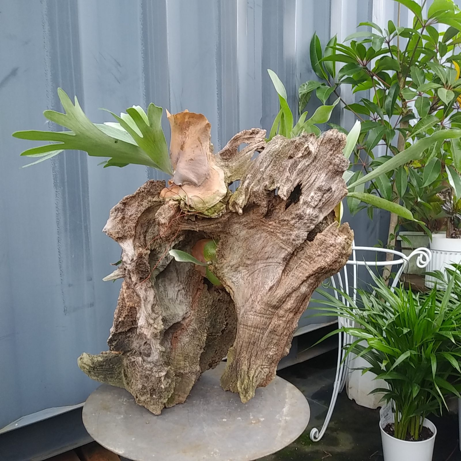 現品 特大 着生流木ビカクシダ ☆ ビフルカツム ☆ 耐寒性あり