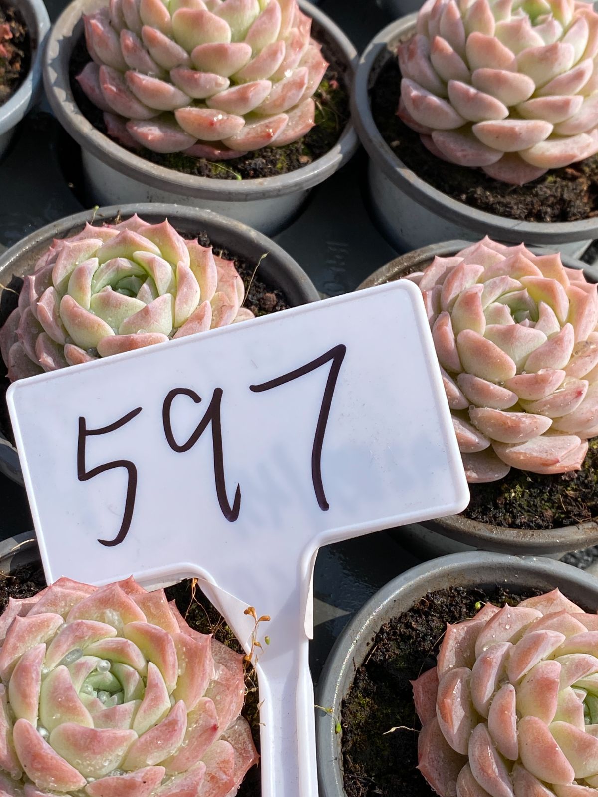 抜き苗 ウィンストン MT627×40株 ふっくら 多肉植物 エケベリア