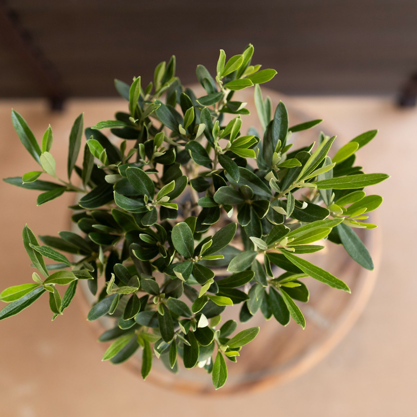 創樹 盆栽 根上りオリーブ Olive 流木 SOUJU Cipressino