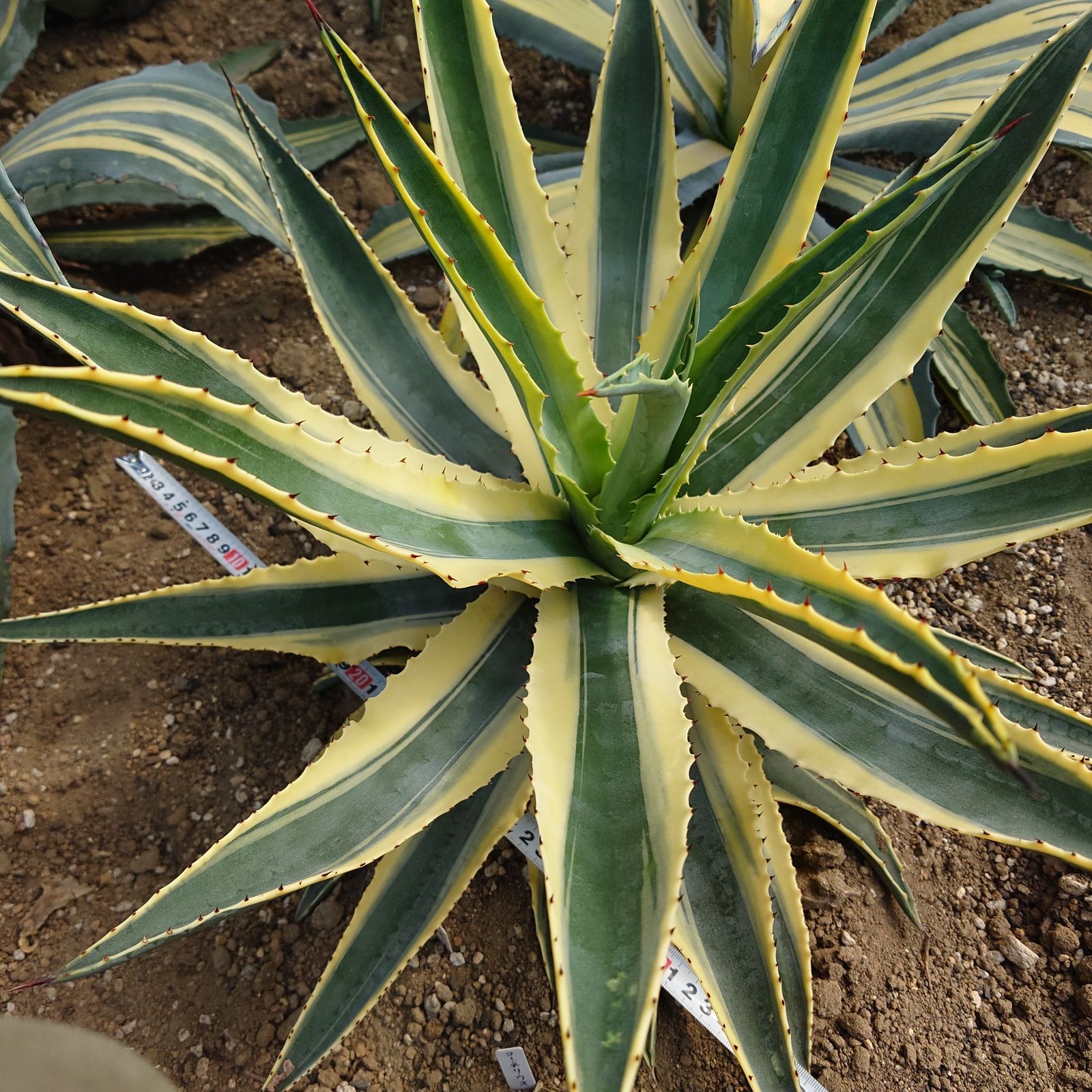 アガベ アメリカーナ コルネリウス 大株 直径60㎝ AGAVE 貴重 - メルカリ