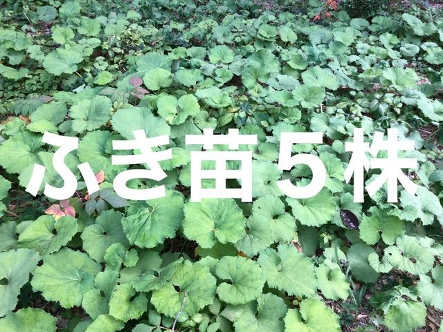 ⭐️ふき苗5株⭐️ふきのとう苗 フキ苗 山蕗苗 野蕗苗 蕗の薹苗 フキノトウ苗 ふき フキ 蕗 蕗苗 山菜 山菜苗 野草 野草苗 天然 - メルカリ