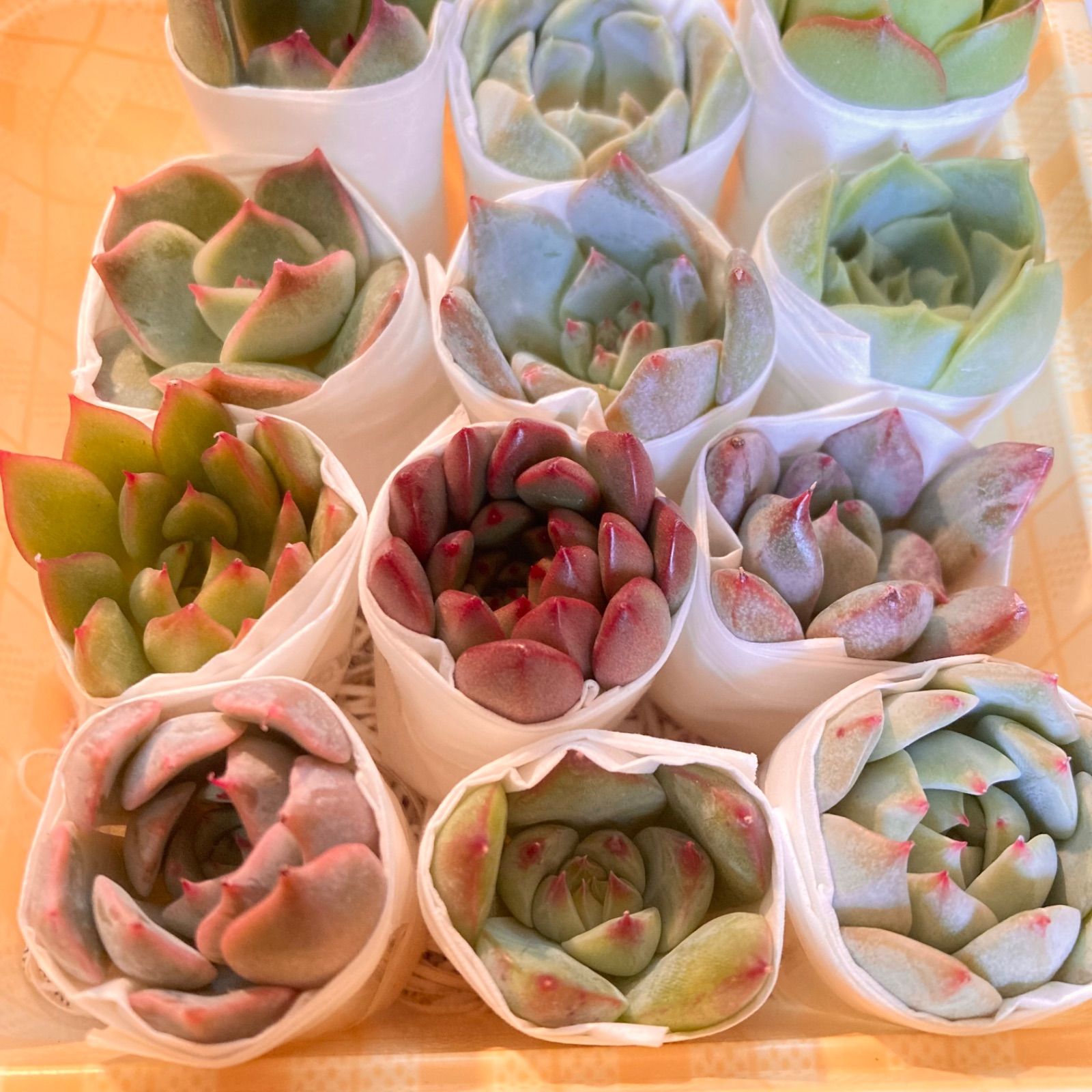 多肉植物 韓国苗 カット苗 寄せ植え セット 詰め合わせ エケベリア 12個 - メルカリShops