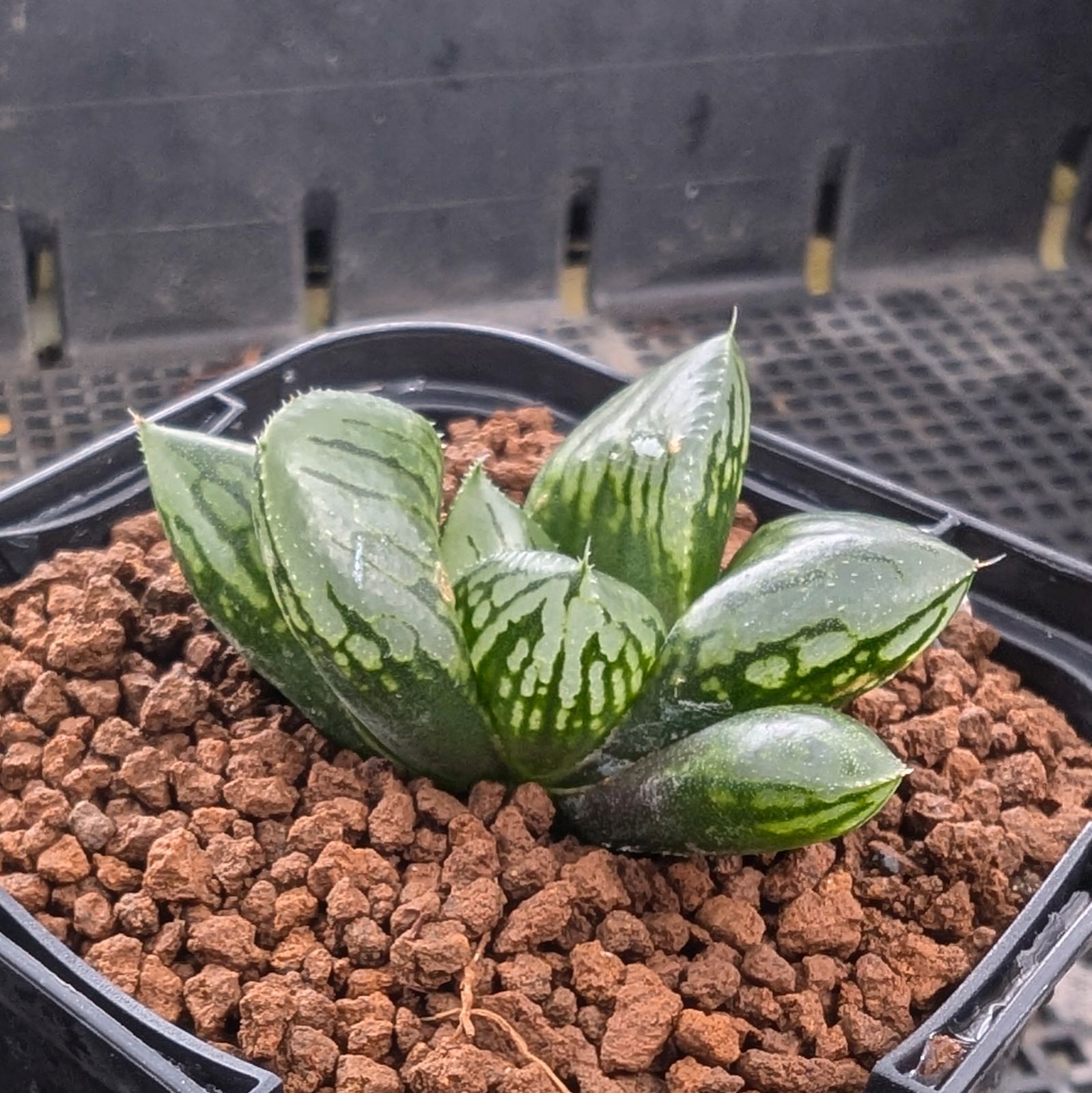 ハオルチア ナイルの一滴 抜き苗 - 植物/観葉植物