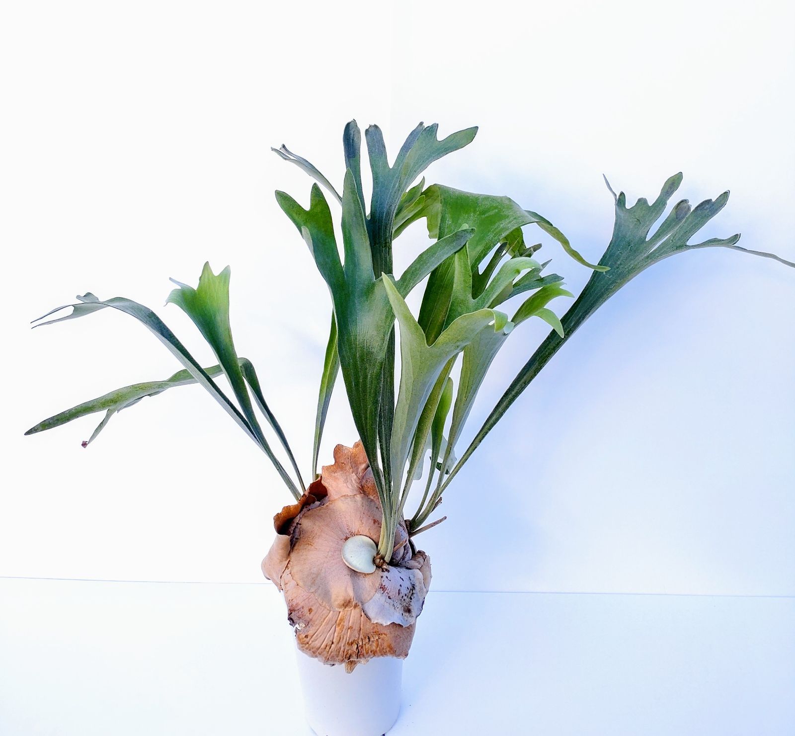希少 コウモリラン ビカクシダ ネザーランド 鉢ごと発送 大株 観葉植物 