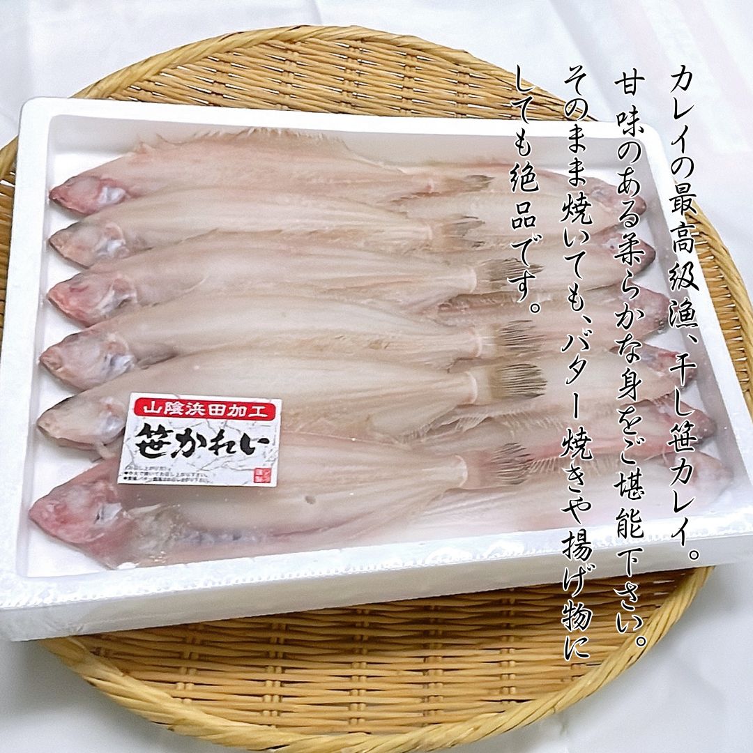 カレイ 3キロ