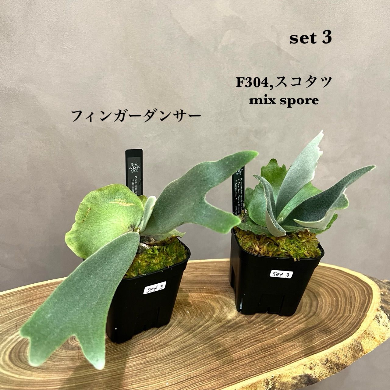 【即板付サイズ】ポット苗6品種+オマケ2種セット/ビカクシダ 即板付サイズ】ポット苗6品種+オマケ2種セット/ビカクシダ