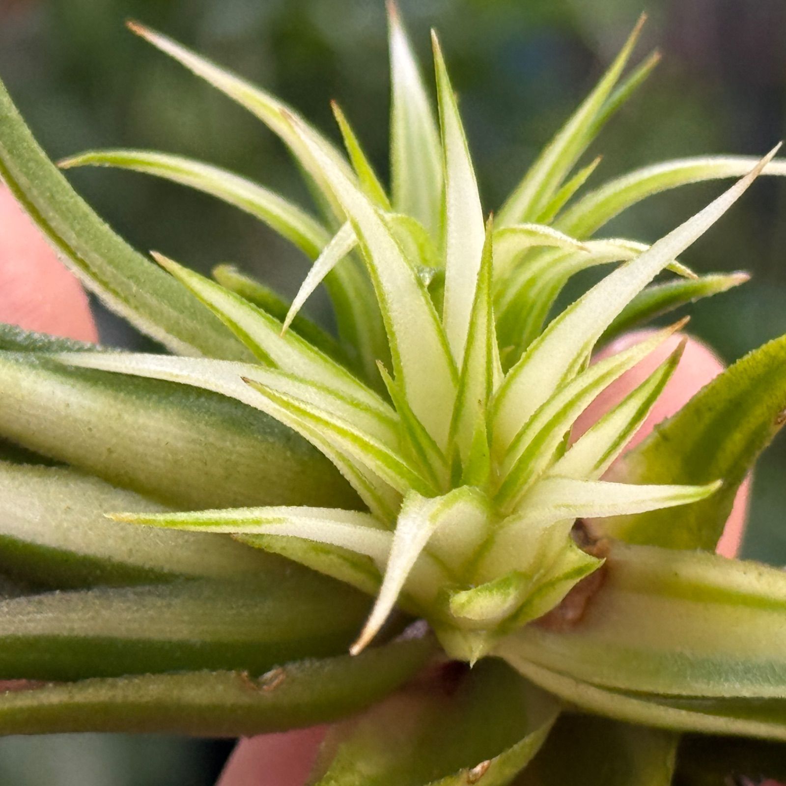 Tillandsia ionantha