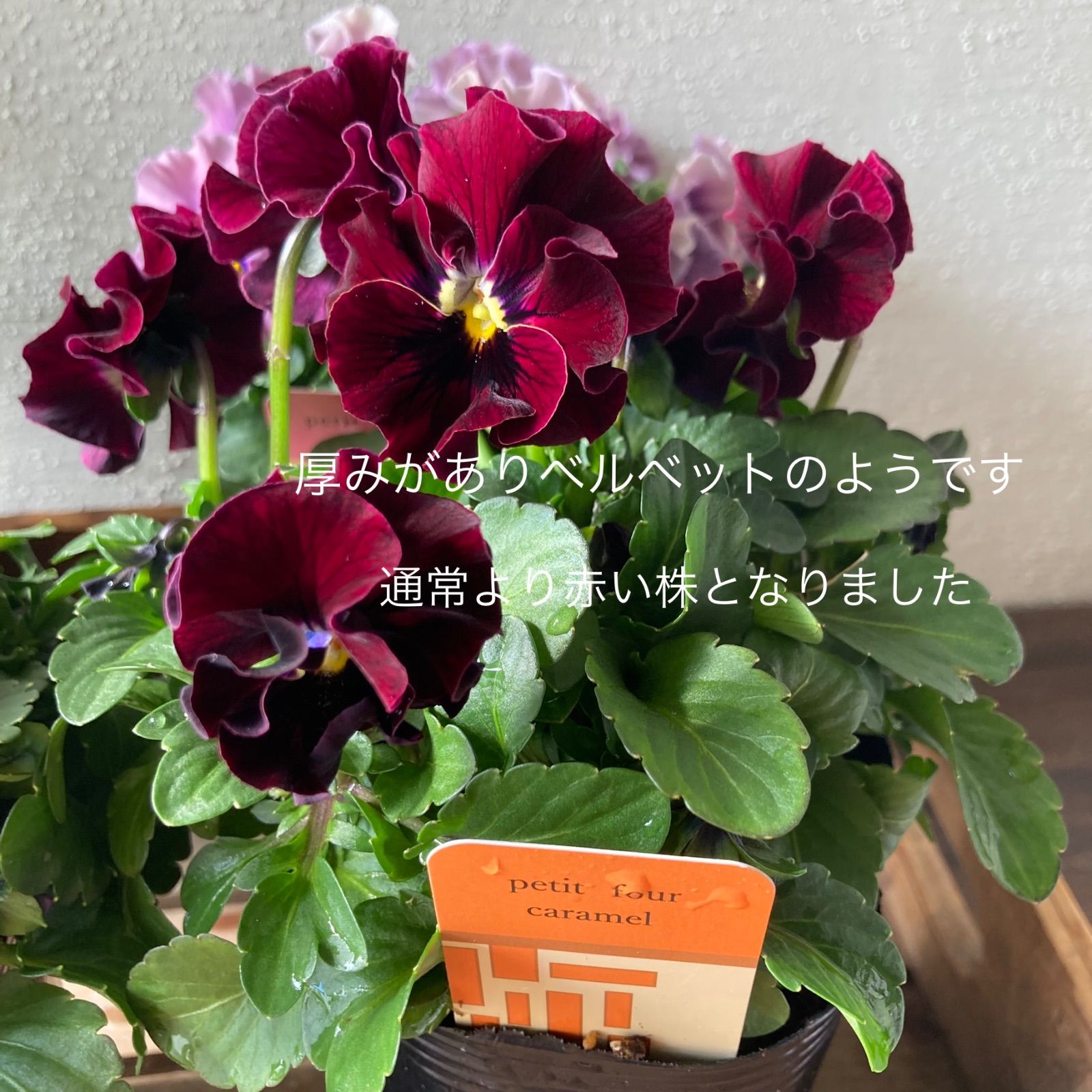 プティフール 苗 ビオラ 4色セット 送料込み ハルグリンさんの