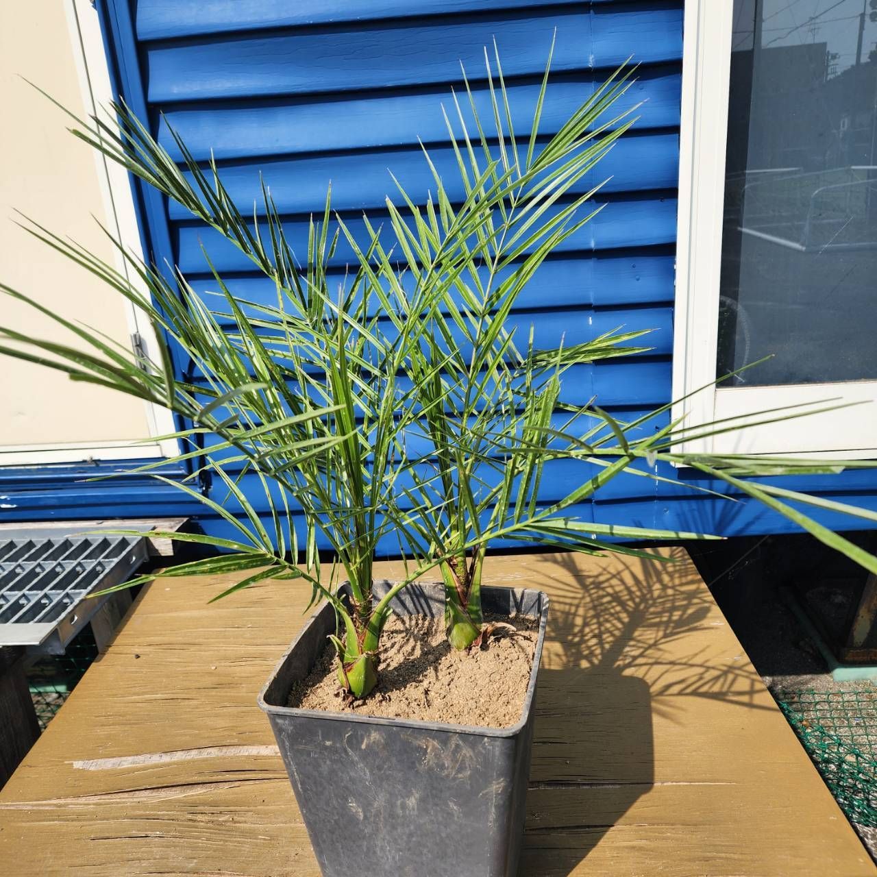 ②　ストレリチアオーガスタ　10号　３株植え特大苗木最高等級極上品‼️ ② ストレリチアオーガスタ 10号 3株植え特大苗木最高等級極上品‼️ ③