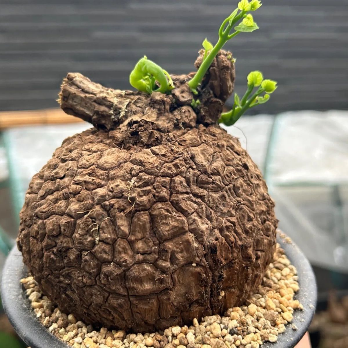 最も優遇 スベローサ 特選株丸形ステファニア Stephania 発芽発 suberosa 花・観葉植物