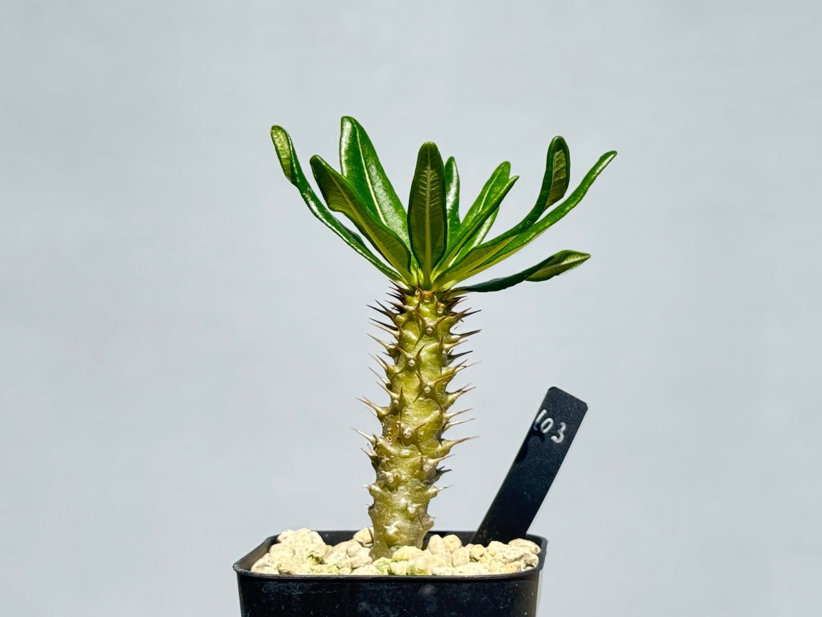 パキポディウム アンボンゲンセ103 - メルカリ