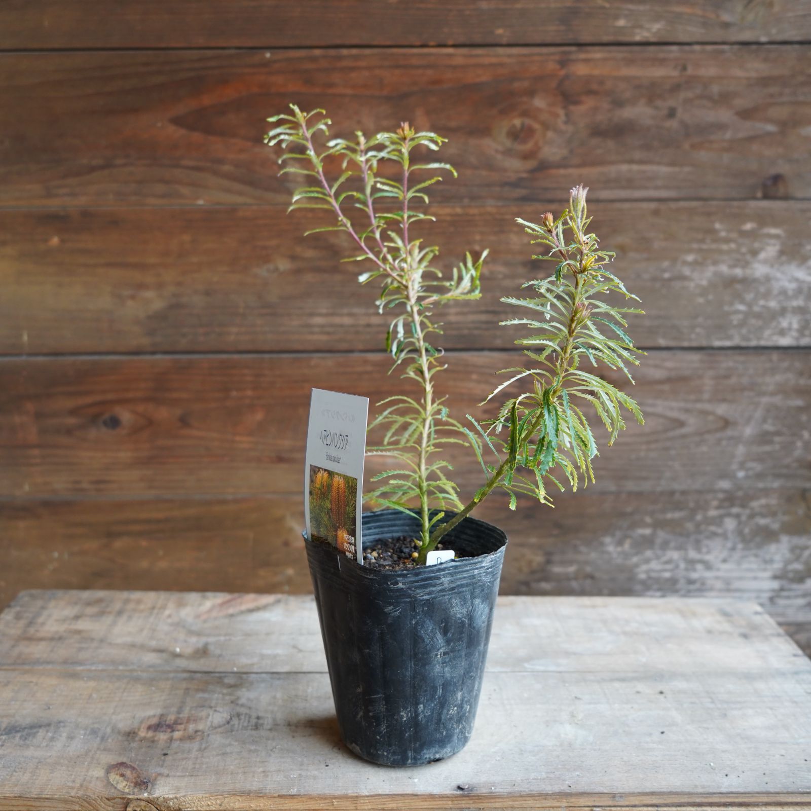 現物】バンクシア ”スピヌローサ” 6号B オージプランツ バンクシア