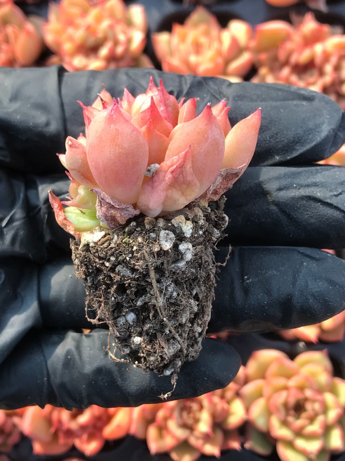 105株 G61-4 多肉植物 エケベリア テスラ サボテン 観葉植物 花 園芸 レア種  土と根付き(サボテン)｜売買されたオークション情報、yahooの商品情報をアーカイブ公開 - オークファン -  花、園芸（piyadasaagro.com）