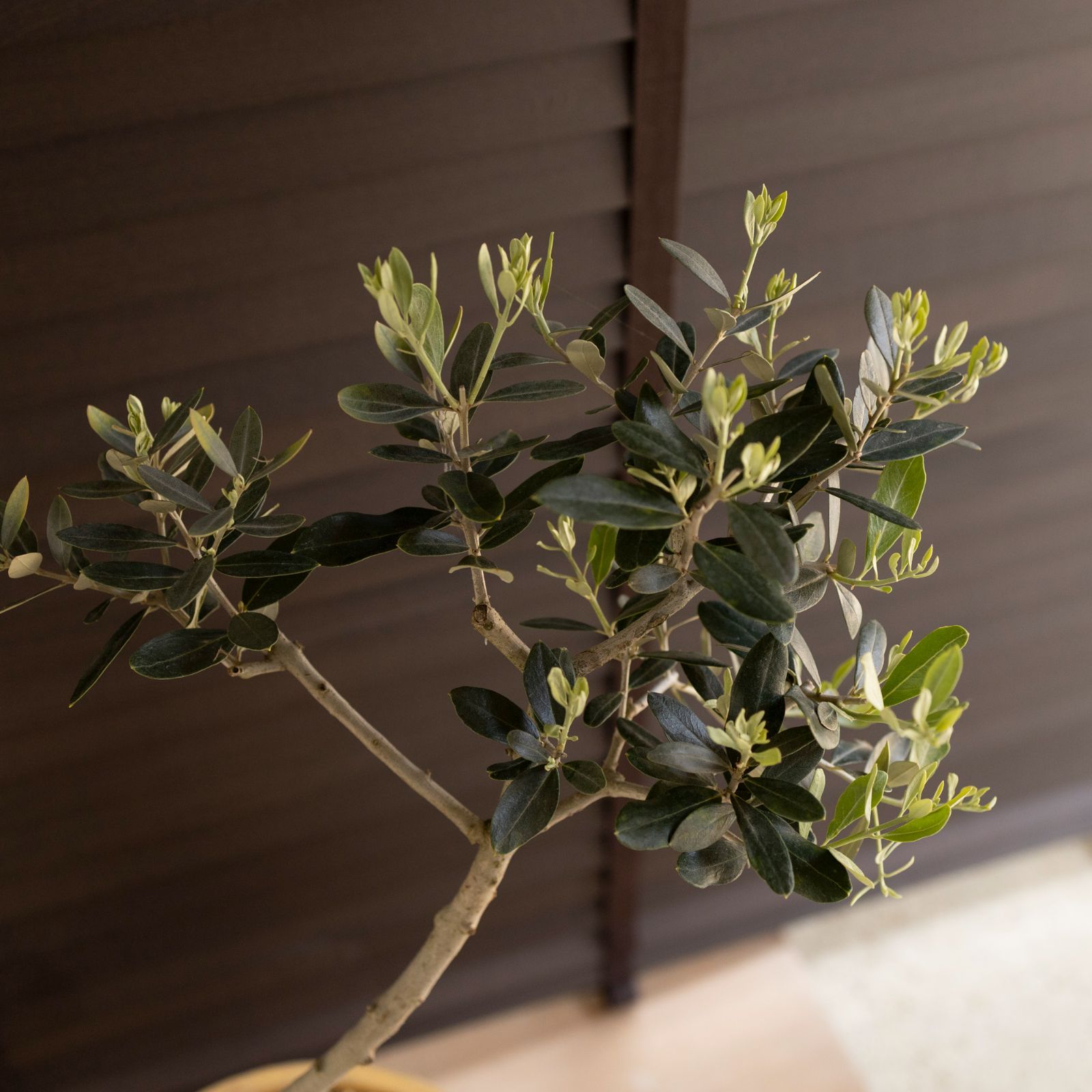 Olive ねじり仕立て オリーブの木 8号 レッチーノ Leccino オリーブ